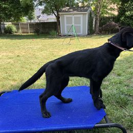 German Shepherd Puppies from Paws Of Germany
