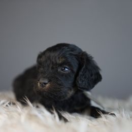 Buck - Black and tan male Cavapoo puppy in Caldwell, Idaho from Boise Doodle Co.