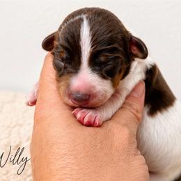 Willy - Piebald male Dachshund puppy in Deming, New Mexico from FoxieDoxies of New Mexico