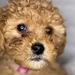 Aussiedoodles from Iron Doodles