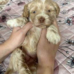 Cutie Pie - Red roan female Cockapoo puppy in Bountiful, Utah from EasyBreezyDoodles