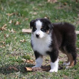 Australian Shepherd Puppies from Flying L Aussies