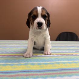 Snowflake - Black white and tan female Beagle puppy in St. Cloud, Minnesota from Beagle Blessings