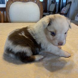 Snowy - Red merle male Australian Shepherd puppy in Esparto, California from Cutting Up Ranch  Australian Shepherds