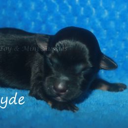 Cayde - Black tri male Miniature American Shepherd puppy in Godley, Texas from Flying H Toy and Mini Aussies