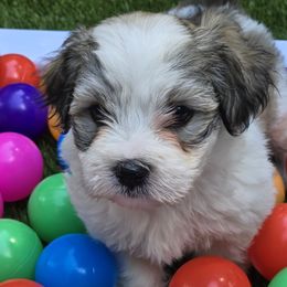 Cody - Red male Havanese puppy in Silver Spring, Maryland from GoldDust Havanse