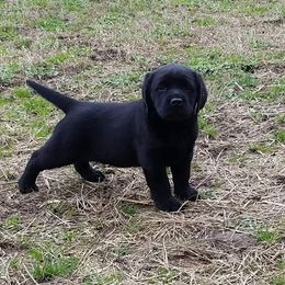 Labrador Retriever Puppies from Suebel Labradors South