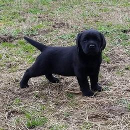 Labrador Retriever Puppies from Suebel Labradors South