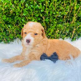 Cooper.  AKC - Red  male Poodle puppy in Nixa, Missouri from Family Poodles