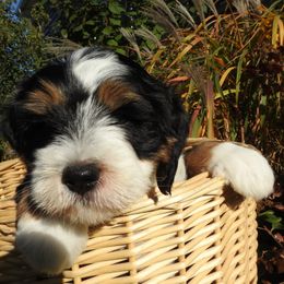 Bernedoodle, Goldendoodle, and Sheepadoodle Puppies from Country Meadow Doodles
