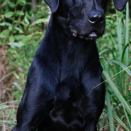 Blu - Labrador Retriever