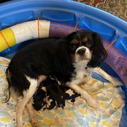 Rose - Cavalier King Charles Spaniel