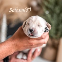 Balsam - Golden female Golden Retriever puppy in Acton, Maine from Silver Pines Pups