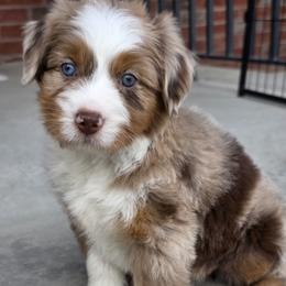 Sprinkle - female Australian Mountain Doodle puppy in Hooper, Utah from Saltwater Doodles