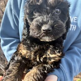 Midnight - Black and tan male Cockapoo puppy in Adrian, Oregon from ApplebyFarm