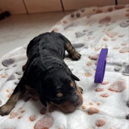 Black and brown Female - Black female Bernedoodle puppy in Constableville, New York from Zehr’s Labradoodles & Bernedoodles