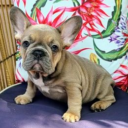 French Bulldogs from Morningstar Frenchies