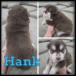 Hank - Red and white male Siberian Husky puppy in Wheeler, Michigan from Haase Family Kennels