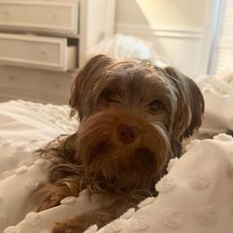 Nala - Yorkshire Terrier