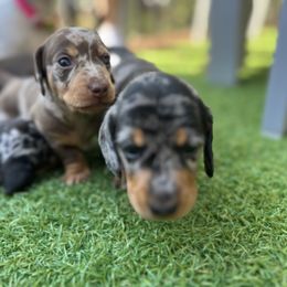 Dachshund Puppies from Weenie Bros