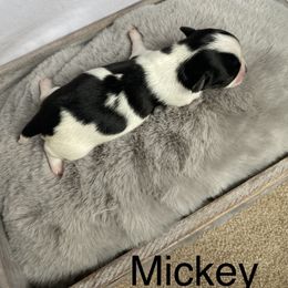 Chihuahua Puppies from Petite Pups