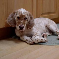 English Setter Puppies from Donna Rolando's English Setters