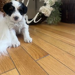 Bernedoodle Puppies from Timber Trail Bernedoodles RI