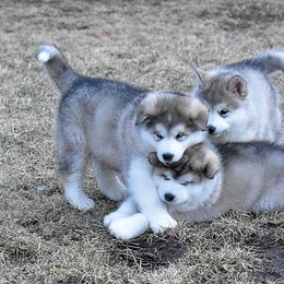 Alaskan Malamute Puppies from Sno-Ridge Alaskan Malamutes est 1972