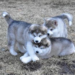 Alaskan Malamute Puppies from Sno-Ridge Alaskan Malamutes est 1972