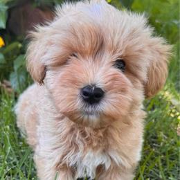 Red Boy - Wheaten male Miniature Schnauzer puppy in Pflugerville, Texas from K&K Precious Tx schnauzers
