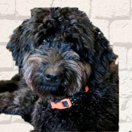 Lola - Goldendoodle