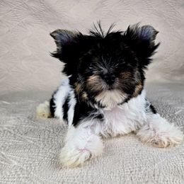 Natalia - Parti female Yorkshire Terrier puppy in Santa Clarita, California from Pixieland Yorkshire Terriers
