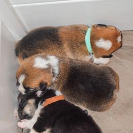 Pembroke Welsh Corgi Puppies from Annwyl McCorgis