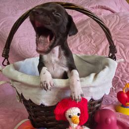 Unity Girl  3 - Liver roan female German Shorthaired Pointer puppy in Banning, California from ⭐🦆 So Cal on Point GSP'S🇺🇲🇩🇪 lg