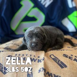 Zella - Charcoal female Dilute Retriever puppy in Puyallup, Washington from 12 Door Farm Labradors