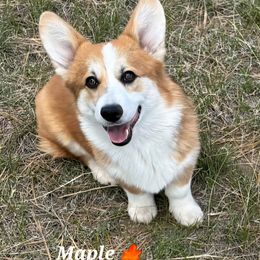Maple - Red female Pembroke Welsh Corgi puppy in Elbert, Colorado from Eilatan Corgis