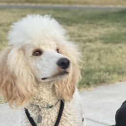 Max - Poodle