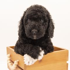 Pua - Black Collar - Black male Labradoodle puppy in Lehi, Utah from Our Little Farm Life Doodles