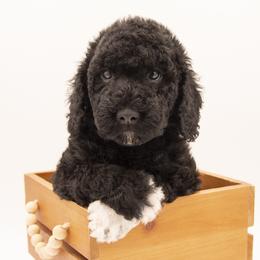 Pua - Black Collar - Black male Labradoodle puppy in Lehi, Utah from Our Little Farm Life Doodles