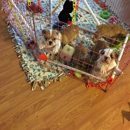 English Bulldog Puppies from My Gang Bulldogs