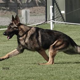 German Shepherds from Peristar