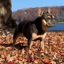 Stormi - French Bulldog