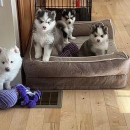 Pomsky Puppies from Granite State Pomskies