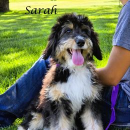 Sarah - Black tri-color female Aussiedoodle puppy in Lancaster, Minnesota from Wilson Cattle Co.