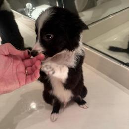 Ladon - Tri-color male Border Collie puppy in Grapeview, Washington from Athena’s Collies