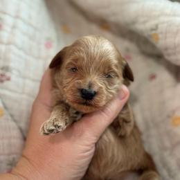 Woody - Red  male Goldendoodle puppy in Wharton, Texas from Little Fur Friends