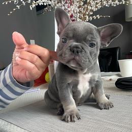Brownie - Blue male French Bulldog puppy in Bolingbrook, Illinois from Flores Frenchies