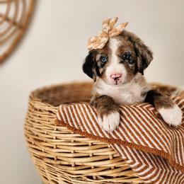 Watermelon - Blue merle and white female Sheepadoodle puppy in Tooele, Utah from Salt & Snow Pups