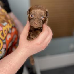 Leafeon - Red sable male Havapoo puppy in Surprise, Arizona from Huckleberry Doodles