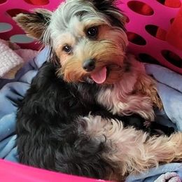 Yorkshire Terriers from Taylor Kennels